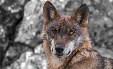Un curso de la Ule abordará la conservación de lobo, oso y lince ibéricos