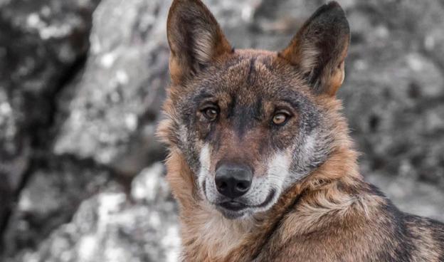 Un curso de la Ule abordará la conservación de lobo, oso y lince ibéricos