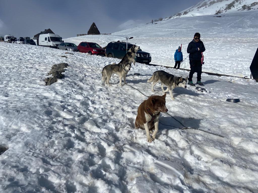 Vegarada vuelve a ser el epicentro del Mushing