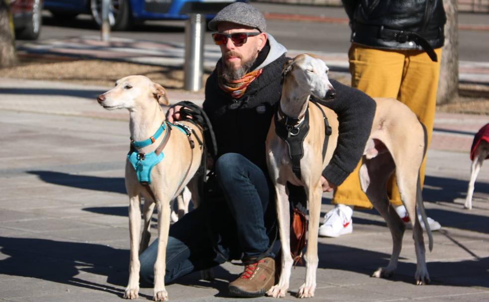 Que proteger a los galgos no sea «luchar contra molinos»