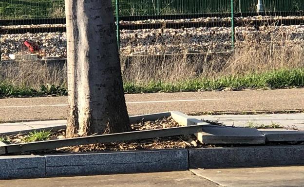 Ciudadanos lamenta la «dejadez» del PSOE y exige que no haya un alcorque sin árbol en la ciudad de León