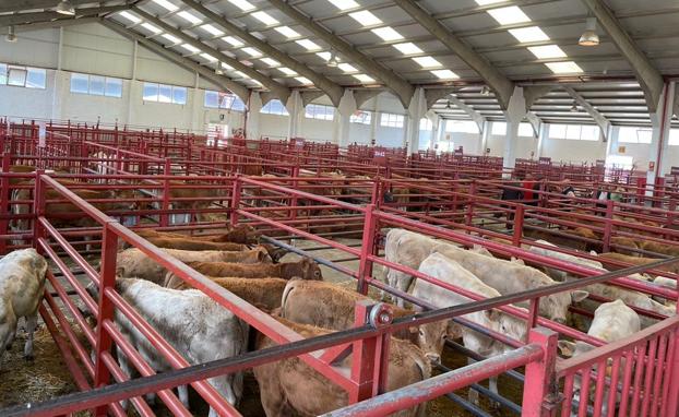 Salamanca mantiene la bajada de precios en los cereales y subida en el porcino blanco