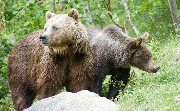Un estudio genético revela que la mitad de osos de la Cordillera se sitúan en la provincia de León