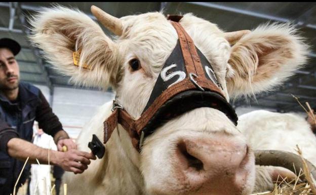 Dueñas asegura que León cumplirá la normativa de zonas libres de tuberculosis bovina