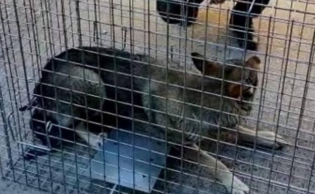 Capturado el perro lobo que merodeaba por varias localidades de Valladolid en las últimas semanas