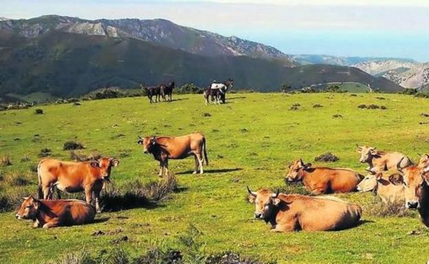 La Alianza UGAL-UPA y UCALE-COAG denuncia la reducción «brutal» de superficie de pastos para los ganaderos leoneses