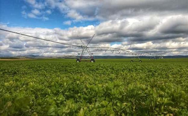 El Gobierno concede 71,3 millones a 41.493 agricultores de Castilla y León para compensar la subida del precio de los fertilizantes