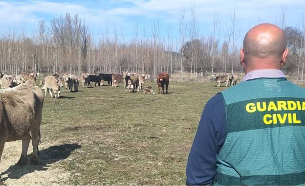 Dos detenidos por robar cinco terneros en Murias de Paredes y dos investigados en La Maragatería por hurto y robo de animales