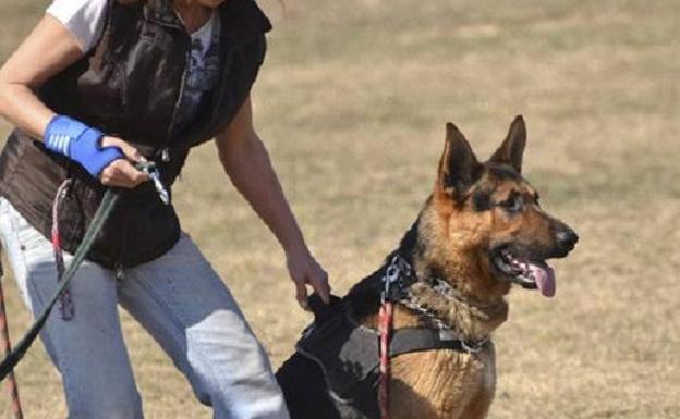 Abierta la matrícula para un curso de la ULE sobre 'Etología y adiestramiento canino'