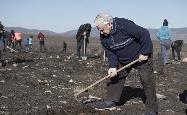 Manos y azadas para repoblar de encinas y castaños el monte de Boisán calcinado por el incendio del campo de tiro del Teleno