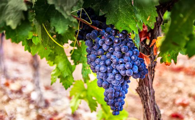 Paso al frente en la Ruta turística del Vino 'Prieto Picudo'