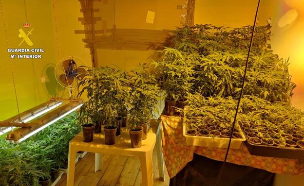 Tres detenidos en San Miguel del Camino por cultivar 300 plantas de marihuana 'indoor'