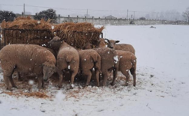 La nieve tiñe de blanco el campo salmantino