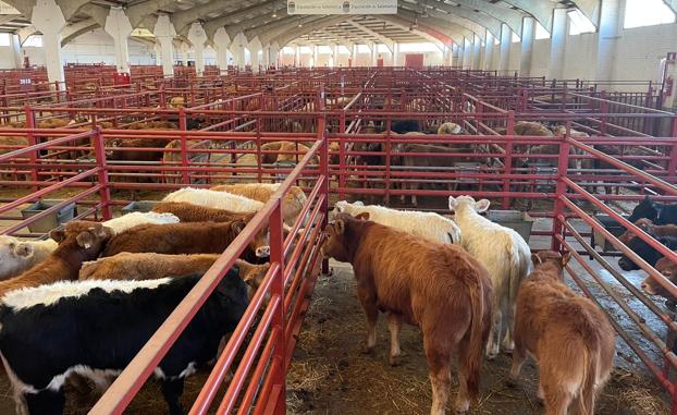 Nuevo repunte del porcino blanco y los lechones en Salamanca