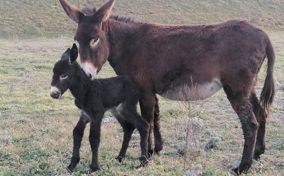 Una burra muy leonesa