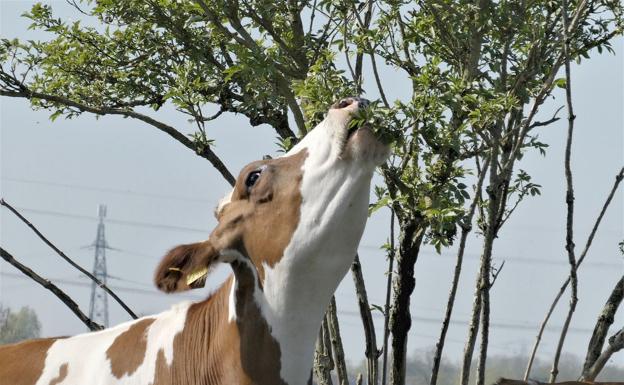 El programa informático de Agricultura recupera los valores del año anterior para el cálculo de la PAC