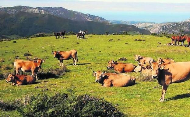 Los ganaderos leoneses denuncian «una burbuja en la compra de pastos» ante los cambios de la PAC