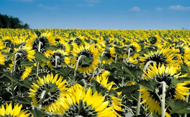 El girasol y la colza tiran del cultivo industrial en Castilla y León ante la reducción de la remolacha