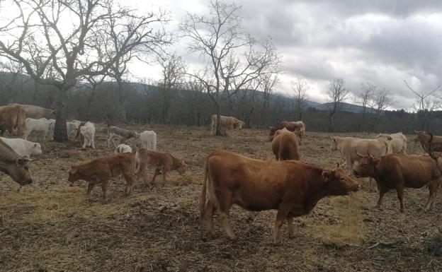 El tiempo esta semana: ambiente primaveral cuando el campo requiere agua