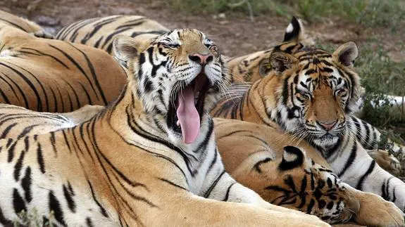 Aumenta el número de tigres en el mundo por primera vez en un siglo