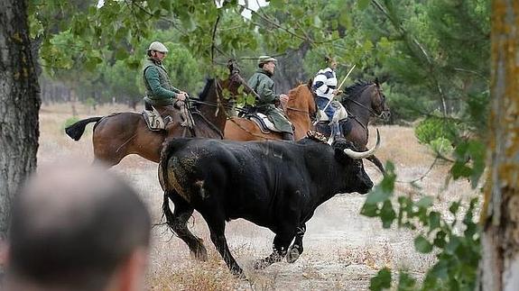 La Junta de Castilla y León prohíbe por decreto la muerte del Toro de la Vega