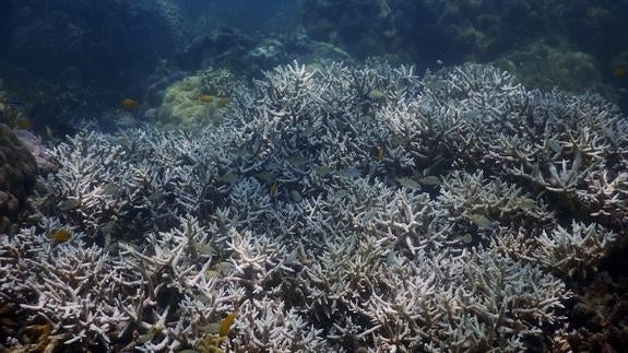 Muere el 35% de la Gran Barrera de Coral australiana