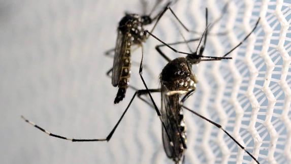 Ascienden a 173 los casos de zika en España