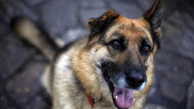 Investigan por maltrato animal a un octogenario que cortó las orejas a su perro
