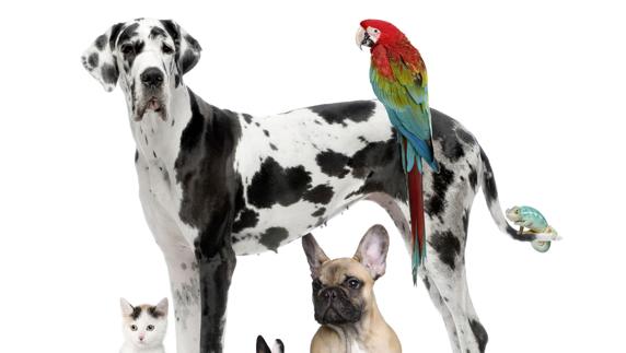 ¿Por qué no entendemos a nuestras mascotas?