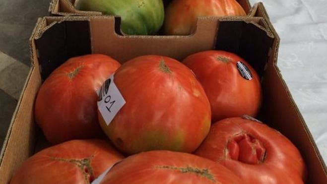 Pagan 1.200 euros por un lote de tomates en una subasta en Málaga
