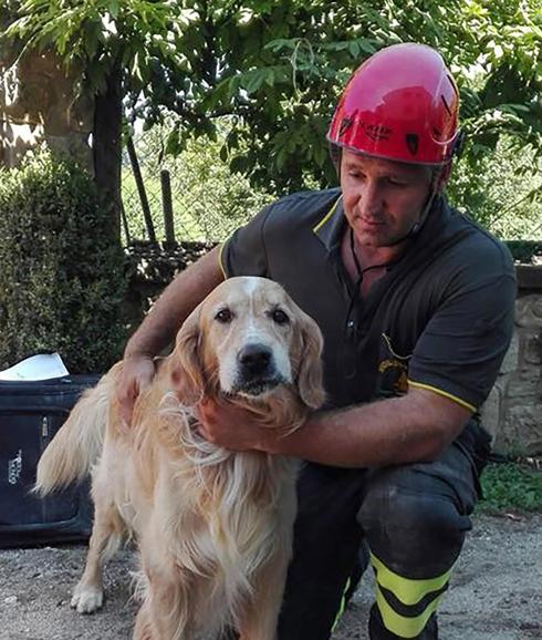 Romeo, el perro que resistió nueve días entre los escombros del terremoto en Italia