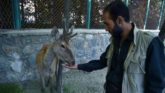 El zoológico de Kabul revive pese a la guerra