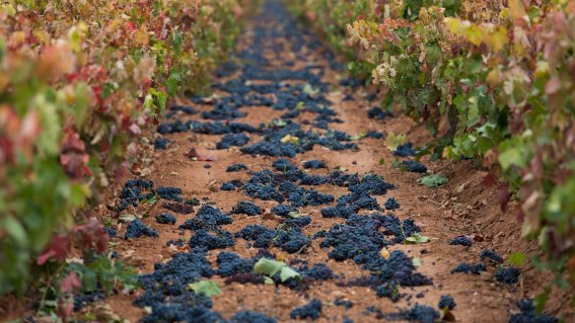 El acecho a los excedentes incendia el final de la vendimia en La Rioja con millones de kilos de uva en el suelo