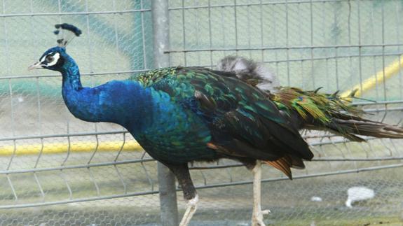 Detectan gripe aviar en pavos de una granja austriaca