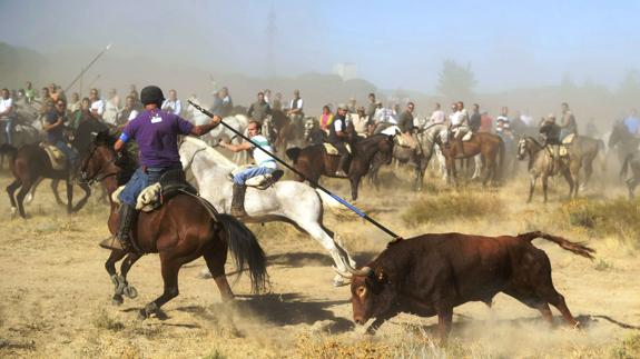 El TC avala por unanimidad la prohibición de matar al Toro de la Vega