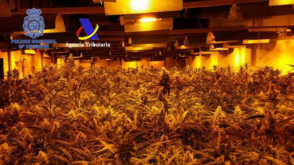 Intervenidas más de 17.000 plantas de marihuana a una red dirigida por chinos