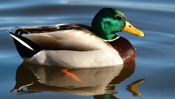 Sacrificio masivo de patos en Francia para evitar propagación de gripe aviar