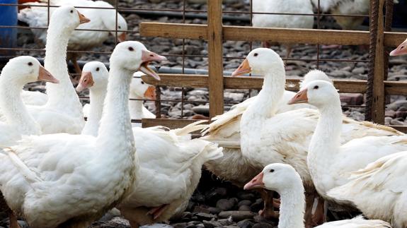 Francia decide sacrificar los 600.000 patos de las Landas por gripe aviar