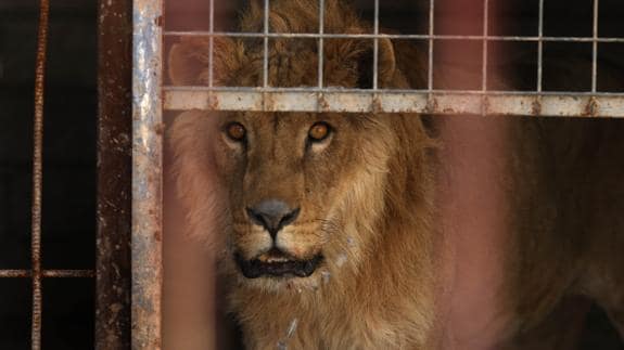 Salvar a Simba, el león de Mosul
