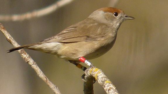 Identifican mayor agresividad en las aves no migratorias