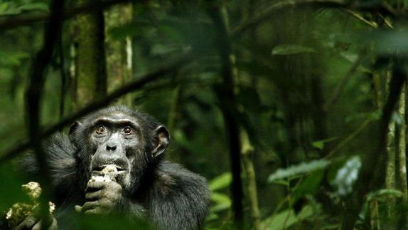 Una nueva vacuna oral contra el ébola cura la enfermedad a chimpancés