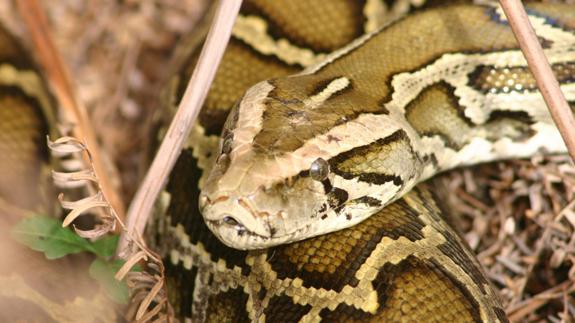 Hallado el cuerpo de un indonesio en el vientre de una pitón