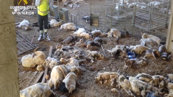 Detenida una ganadera por dejar morir de inanición a cerca de 350 cabras