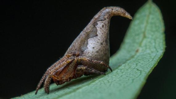 La araña Sombrero de Harry Potter lidera la clasificación de nuevas especies