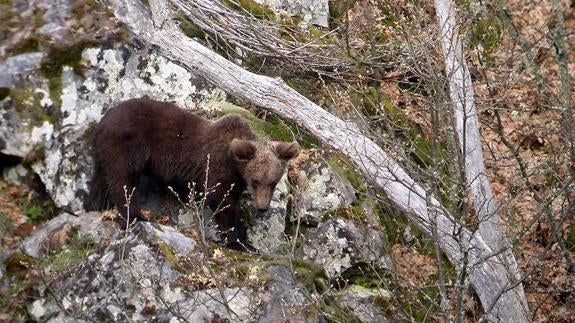 Ecologistas en Acción denuncia el "despilfarro” de fondos para la conservación del oso pardo