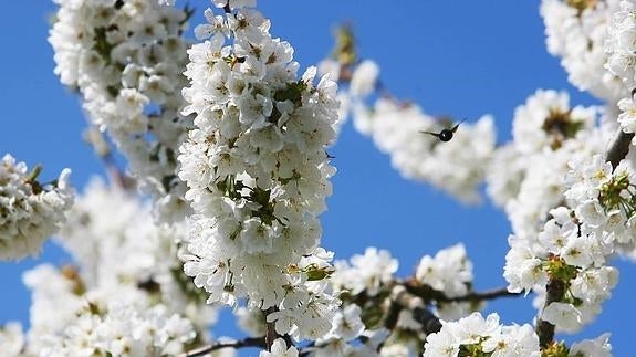 Corullón invierte 5.000 euros para impulsar las plantaciones de cerezos en el municipio