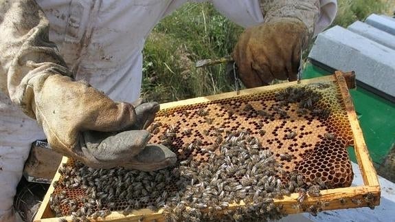 El bajo precio de la miel leonesa dificulta su salida al mercado mayorista