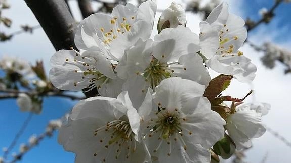 El espectáculo de los cerezos en flor