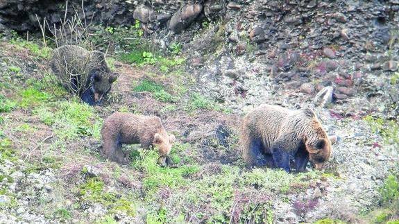 El oso se afianza en León