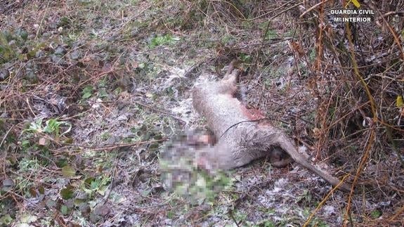 Identificados cuatro cazadores acusados de diferentes delitos en montes de Riello y Villagatón